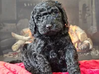 Fiebi, a female Bernedoodle for sale in Boyden, IA – Photo 7 of 10