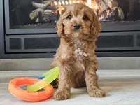 Maurice , a male Cavapoo for sale in Boyden, IA – 3 of 10