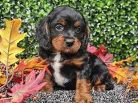 Teddy, a male Cavapoo for sale in Boyden, IA – 4 of 10