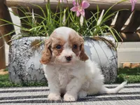 Taz, a male Cavapoo for sale in Boyden, IA – 3 of 10