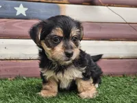 Krissy, a female Morkie for sale in Boyden, IA – 9 of 10