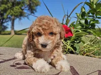 Isaac, a male Havapoo for sale in Boyden, IA – 4 of 10
