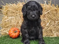 Sheldon, a male Goldendoodle for sale in Boyden, IA – 8 of 10
