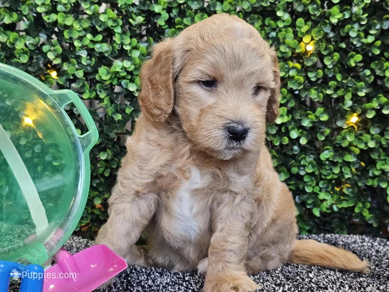Finnigan  – Whoodle puppy for sale in Boyden, IA