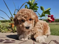 Isaac, a male Havapoo for sale in Boyden, IA – 7 of 10