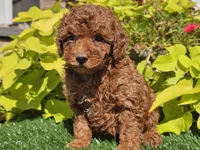 Prada, a female Poodle - Miniature  for sale in Boyden, IA – 5 of 10