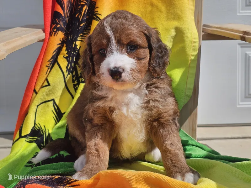 Sailor – Miniature Bernedoodle puppy for sale in Boyden, IA