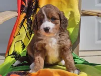 Sailor, a female Miniature Bernedoodle for sale in Boyden, IA – 1 of 10