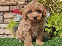 Daika, a female Poodle - Miniature  for sale in Boyden, IA – 2 of 10