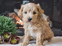 Piko, a male Maltipoo for sale in Boyden, IA – 1 of 10