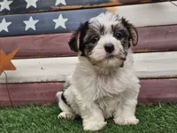 Kassia, a female Morkie for sale in Boyden, IA – 5 of 10