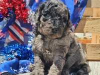 Klio, a male Bernedoodle for sale in Boyden, IA – 4 of 10