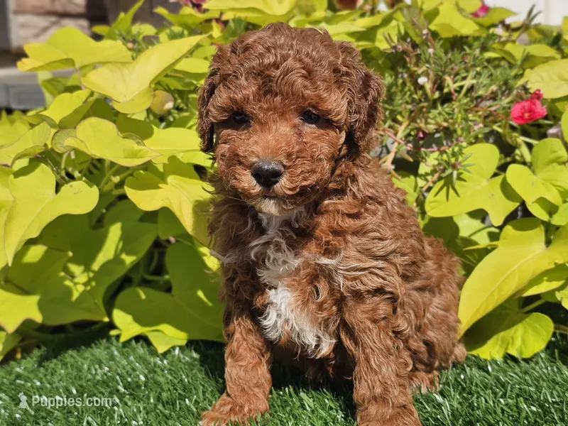 Peanut  – Poodle - Miniature  puppy for sale in Boyden, IA