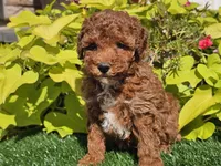 Peanut , a male Poodle - Miniature  for sale in Boyden, IA – 1 of 10
