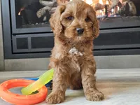 Maurice , a male Cavapoo for sale in Boyden, IA – 7 of 10