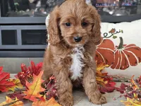 Ricky, a male Cavapoo for sale in Boyden, IA – 6 of 10