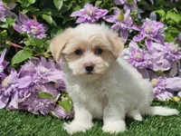 Callie, a female Havapoo for sale in Boyden, IA – 9 of 10