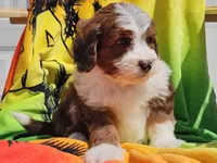 Slade, a male Miniature Bernedoodle for sale in Boyden, IA – 8 of 10