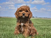Monty, a male Cavapoo for sale in Boyden, IA – 5 of 10