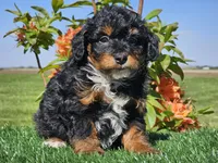 Juri, a male Miniature Aussiedoodle for sale in Boyden, IA – 6 of 10