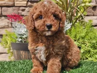 Darius, a male Poodle - Miniature  for sale in Boyden, IA – 8 of 10