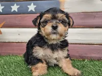 Kala, a female Morkie for sale in Boyden, IA – 4 of 10