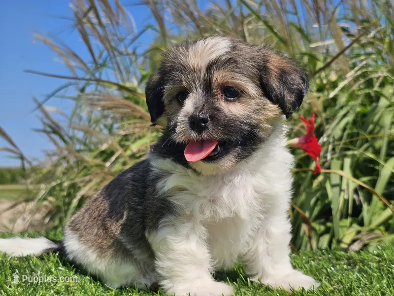 Ella – Shorkie puppy for sale in Boyden, IA