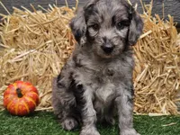 Stetson , a male Goldendoodle for sale in Boyden, IA – 9 of 10