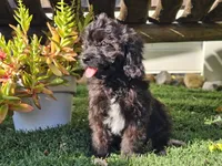 Grady, a male Cavapoo for sale in Boyden, IA – 7 of 10