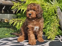 Stitch, a male Miniature Bernedoodle for sale in Boyden, IA – 9 of 10