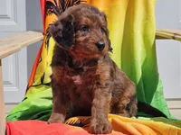 Sultan, a male Miniature Bernedoodle for sale in Boyden, IA – 6 of 10