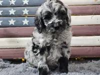 Comet, a male Goldendoodle for sale in Boyden, IA – Photo 4 of 10