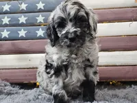 Comet, a male Goldendoodle for sale in Boyden, IA – Photo 1 of 10