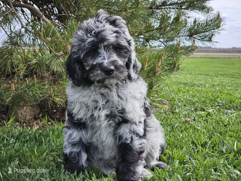 Comet – Goldendoodle puppy for sale in Boyden, IA