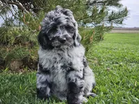Comet, a male Goldendoodle for sale in Boyden, IA – 1 of 10