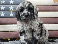 Comet, a male Goldendoodle for sale in Boyden, IA – Photo 7 of 10