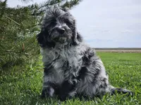 Comet, a male Goldendoodle for sale in Boyden, IA – 9 of 10