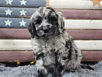 Comet, a male Goldendoodle for sale in Boyden, IA – Photo 8 of 10