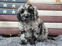 Comet, a male Goldendoodle for sale in Boyden, IA – Photo 10 of 10