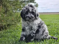 Comet, a male Goldendoodle for sale in Boyden, IA – 4 of 10