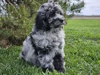 Comet, a male Goldendoodle for sale in Boyden, IA – 7 of 10