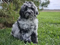 Comet, a male Goldendoodle for sale in Boyden, IA – 5 of 10