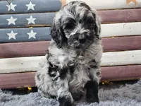 Comet, a male Goldendoodle for sale in Boyden, IA – Photo 2 of 10