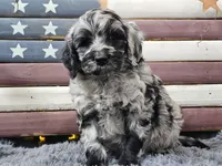 Comet, a male Goldendoodle for sale in Boyden, IA – Photo 3 of 10