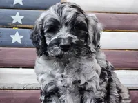 Comet, a male Goldendoodle for sale in Boyden, IA – Photo 6 of 10