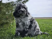 Comet, a male Goldendoodle for sale in Boyden, IA – 8 of 10