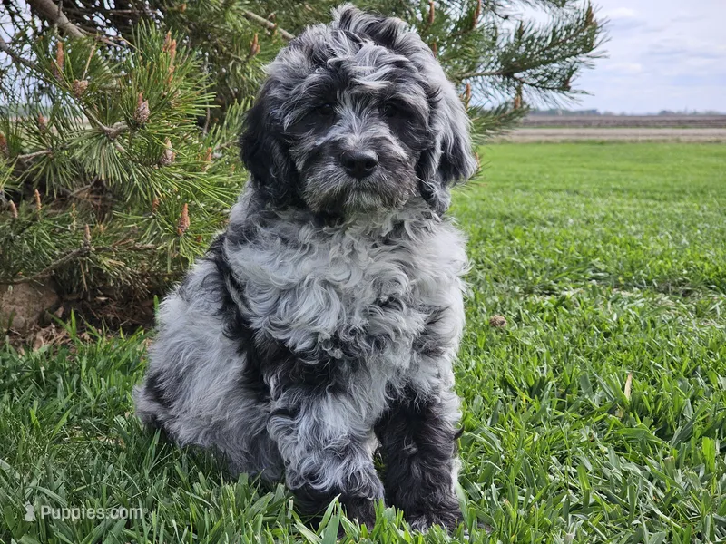 Comet – Goldendoodle puppy for sale in Boyden, IA