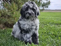 Comet, a male Goldendoodle for sale in Boyden, IA – 2 of 10