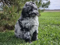 Comet, a male Goldendoodle for sale in Boyden, IA – 10 of 10