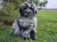 Comet, a male Goldendoodle for sale in Boyden, IA – 3 of 10